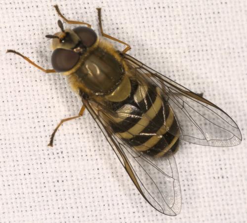 Réf. 324 974 : Syrphus torvus